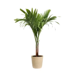 Christmas Palm Tree 18 Christmas Palm Tree -Deals Blossom Vines Store PAL CHR 23 3 delilah beige