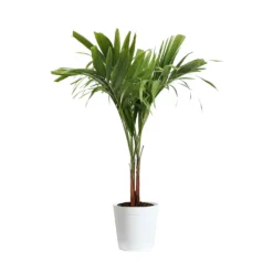 Christmas Palm Tree 19 Christmas Palm Tree -Deals Blossom Vines Store PAL CHR 23 3 delilah white