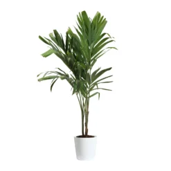 Christmas Palm Tree 22 Christmas Palm Tree -Deals Blossom Vines Store PAL CHR 34 3 delilah white