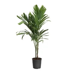 Christmas Palm Tree 23 Christmas Palm Tree -Deals Blossom Vines Store PAL CHR 34 3 standard pot