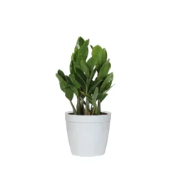 ZZ Plant -Deals Blossom Vines Store PLA ZZP.6 delilah white da005efa b098 40b3 8b36 4496190034d6