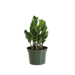 ZZ Plant -Deals Blossom Vines Store PLA ZZP.6 scaled