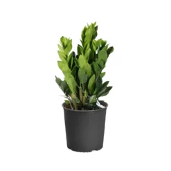 ZZ Plant -Deals Blossom Vines Store PLA ZZP3 scaled
