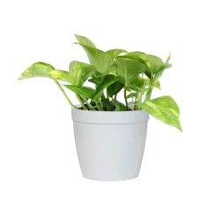 Golden Pothos Plant -Deals Blossom Vines Store PTH GOL1 white delilah