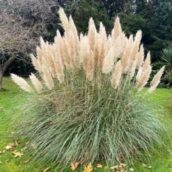 Pampas Grass -Deals Blossom Vines Store Pampas Grass 1 BB