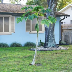 Papaya Tree 14 Papaya Tree -Deals Blossom Vines Store Papaya 1