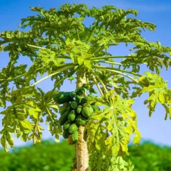 New Release 11 Papaya Tree