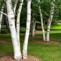 White Birch Tree 9 White Birch Tree -Deals Blossom Vines Store Paper White Birch 5