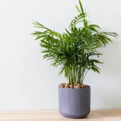 Air-Purifying House Plant Kit 12 Air-Purifying House Plant Kit -Deals Blossom Vines Store Parlor Palm 3 BB 66a189c2 6899 4ad9 b079 0bdc8740bf80