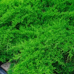 Parson’s Juniper -Deals Blossom Vines Store Parsons Juniper 1 BB