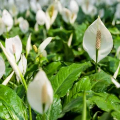 Peace Lily -Deals Blossom Vines Store Peace Lily 2 BB