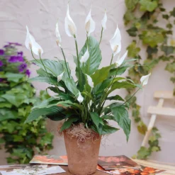 Peace Lily -Deals Blossom Vines Store Peace Lily 3
