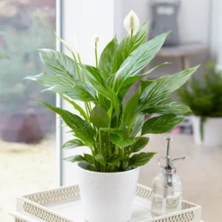 Air-Purifying House Plant Kit 13 Air-Purifying House Plant Kit -Deals Blossom Vines Store Peace Lily 4 BB d2057872 a4ae 487a 84e7 1a6ec2f38520