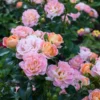Peach Drift® Rose