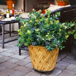 Bushel And Berry® Blueberry Peach Sorbet Plant 13 Bushel And Berry® Blueberry Peach Sorbet Plant -Deals Blossom Vines Store Peach Sorbet BLueberry 3 BB