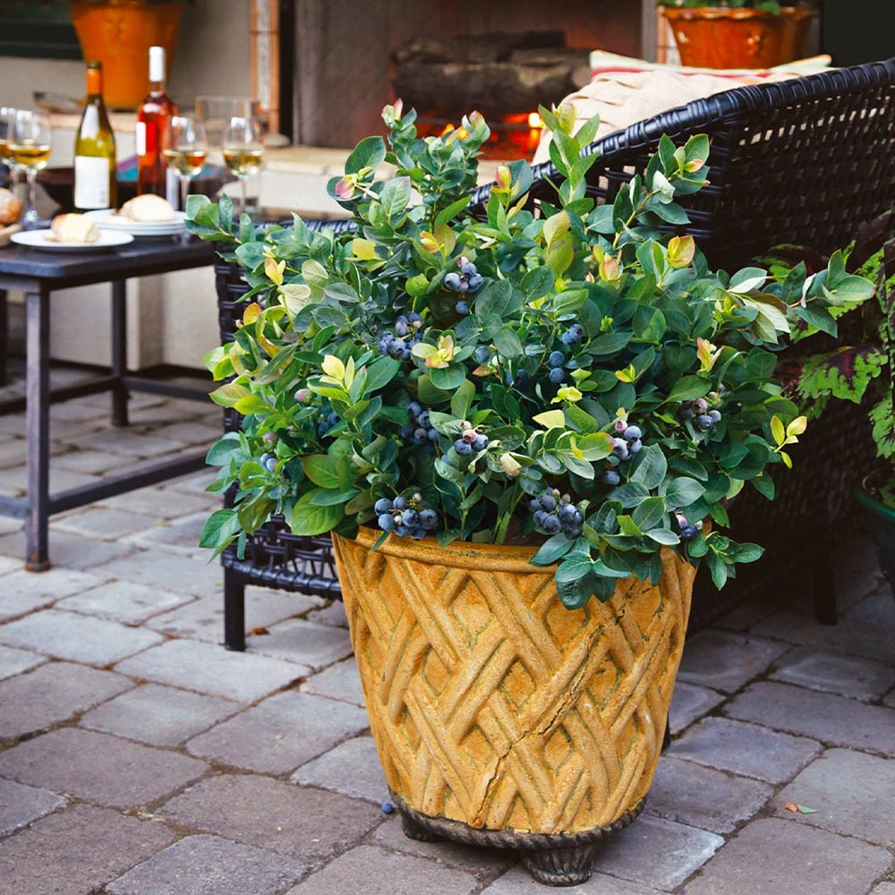 Bushel And Berry® Blueberry Peach Sorbet Plant 8 Bushel And Berry® Blueberry Peach Sorbet Plant - Image 6