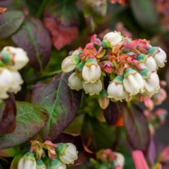 Bushel And Berry® Blueberry Peach Sorbet Plant 11 Bushel And Berry® Blueberry Peach Sorbet Plant -Deals Blossom Vines Store Peach Sorbet BLueberry 5