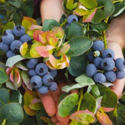 Bushel And Berry® Blueberry Peach Sorbet Plant 10 Bushel And Berry® Blueberry Peach Sorbet Plant -Deals Blossom Vines Store Peach Sorbet BLueberry 7