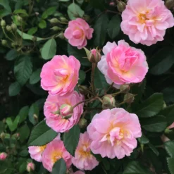Perfume Breeze™ Rose Tree 7 Perfume Breeze™ Rose Tree -Deals Blossom Vines Store Perfume Breeze Rose Tree 1