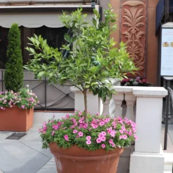 Persian 'Bearss' Lime Tree 11 Persian 'Bearss' Lime Tree -Deals Blossom Vines Store Persian Lime Tree 7 BB