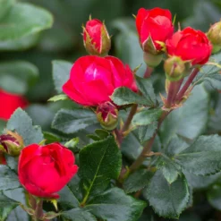 Petite Knock Out® Rose Shrub -Deals Blossom Vines Store Petite Red Knockout Rose3