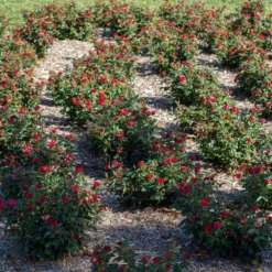 Petite Knock Out® Rose Shrub -Deals Blossom Vines Store Petite Red Knockout Rose6