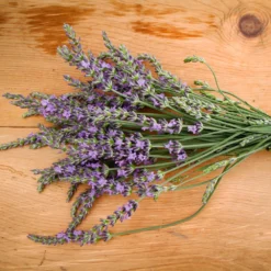 Phenomenal Lavender Plant -Deals Blossom Vines Store Phenomenal Lavender 2 BB