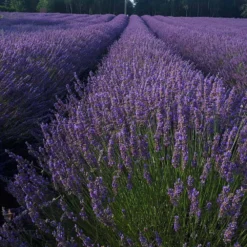 Phenomenal Lavender Plant -Deals Blossom Vines Store Phenomenal Lavender 5 BB