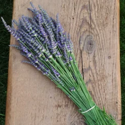 Phenomenal Lavender Plant -Deals Blossom Vines Store Phenomenal Lavender 7