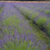 Phenomenal Lavender Plant -Deals Blossom Vines Store Phenomenal Lavender BB 600x600 b2f6b0e0 b6f3 498f 8ae4 ef49bcaf0078