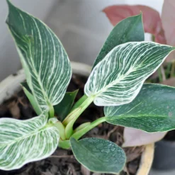 Birkin Philodendron Plant 11 Birkin Philodendron Plant -Deals Blossom Vines Store Philodendron Birkin 4