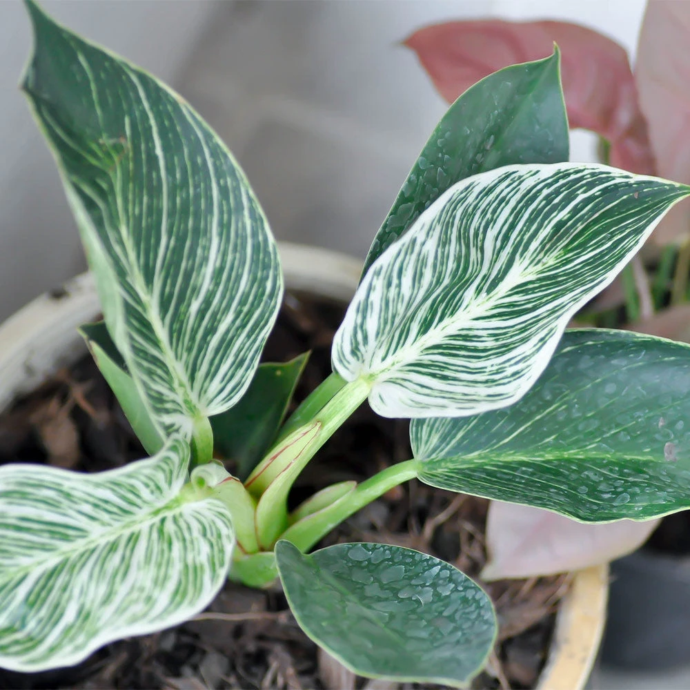 Birkin Philodendron Plant 6 Birkin Philodendron Plant - Image 4