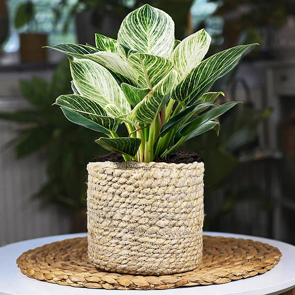 Birkin Philodendron Plant 3 Birkin Philodendron Plant