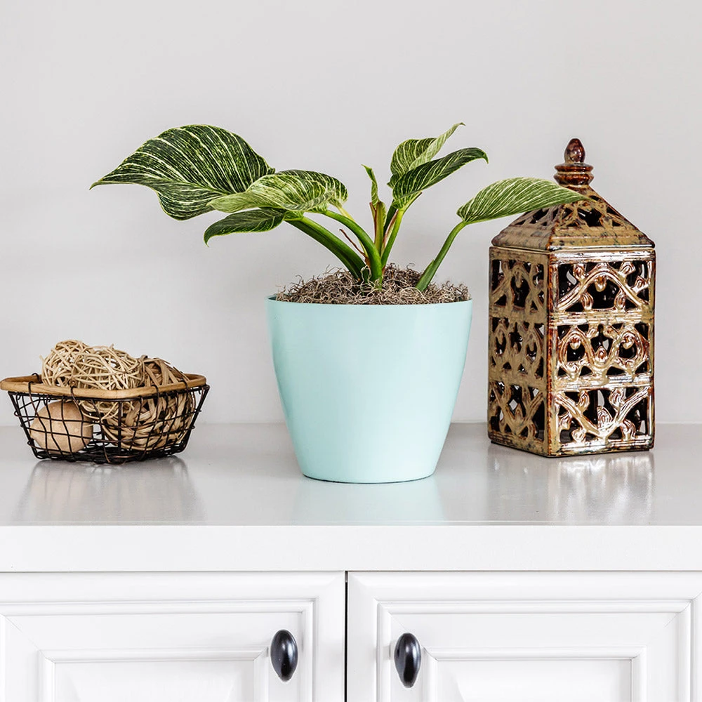 Birkin Philodendron Plant 5 Birkin Philodendron Plant - Image 3