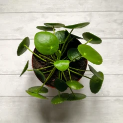 Pilea Peperomioides (Pancake Plant) -Deals Blossom Vines Store Pilea Pancake Plant 2 BB