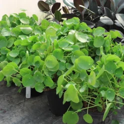 Pilea Peperomioides (Pancake Plant) -Deals Blossom Vines Store Pilea Pancake Plant 6