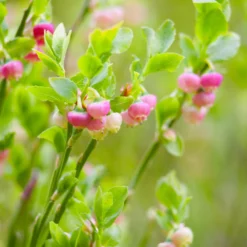 Pink Lemonade Blueberry Plant -Deals Blossom Vines Store Pin Lemonade Blueberry 3