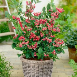 Pink Lemonade Blueberry Plant -Deals Blossom Vines Store Pin Lemonade Blueberry 4