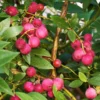 Pink Lemonade Blueberry Plant 2 Pink Lemonade Blueberry Plant -Deals Blossom Vines Store Pin Lemonade Blueberry BB 600x600 a3eadc65 f738 4c71 af58 1ba4e79cdb6b