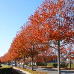 Pin Oak Tree -Deals Blossom Vines Store Pin Oak 10 BB