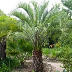 Pindo Palm Tree 11 Pindo Palm Tree -Deals Blossom Vines Store Pindo Palm 1 BB