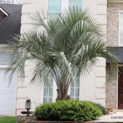 Pindo Palm Tree 8 Pindo Palm Tree -Deals Blossom Vines Store Pindo Palm 4 BB