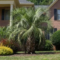 Pindo Palm Tree 9 Pindo Palm Tree -Deals Blossom Vines Store Pindo Palm 6 BB