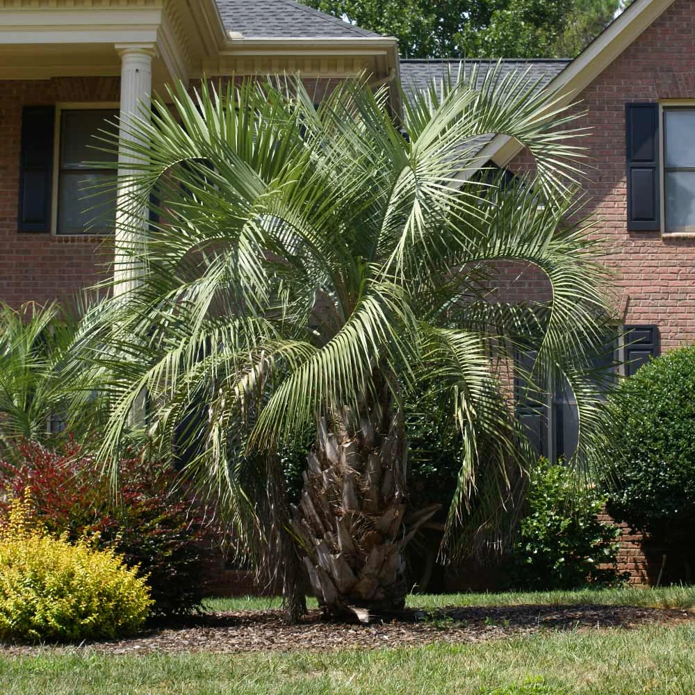 Pindo Palm Tree 5 Pindo Palm Tree - Image 3