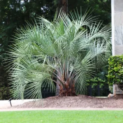 Pindo Palm Tree 10 Pindo Palm Tree -Deals Blossom Vines Store Pindo Palm 7