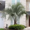 Pindo Palm Tree -Deals Blossom Vines Store Pindo Palm BB 600x600 a25e8521 a26e 4c62 952b 731b3bf9ae74