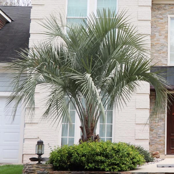 Pindo Palm Tree 3 Pindo Palm Tree