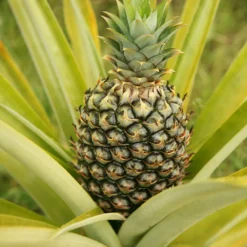 Salsa Kit -Deals Blossom Vines Store Pineapple 3 BB