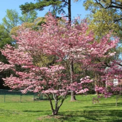 Pink Dogwood Tree -Deals Blossom Vines Store Pink Dogwood 1 BB