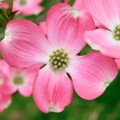 Pink Dogwood Tree